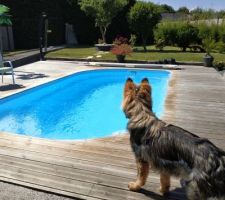 Le chien admire sa piscine...