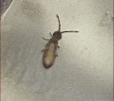 Collemboles arthroplones