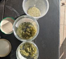 Verre filtrant - aspect �chantillons apr�s 1 saison et traitements